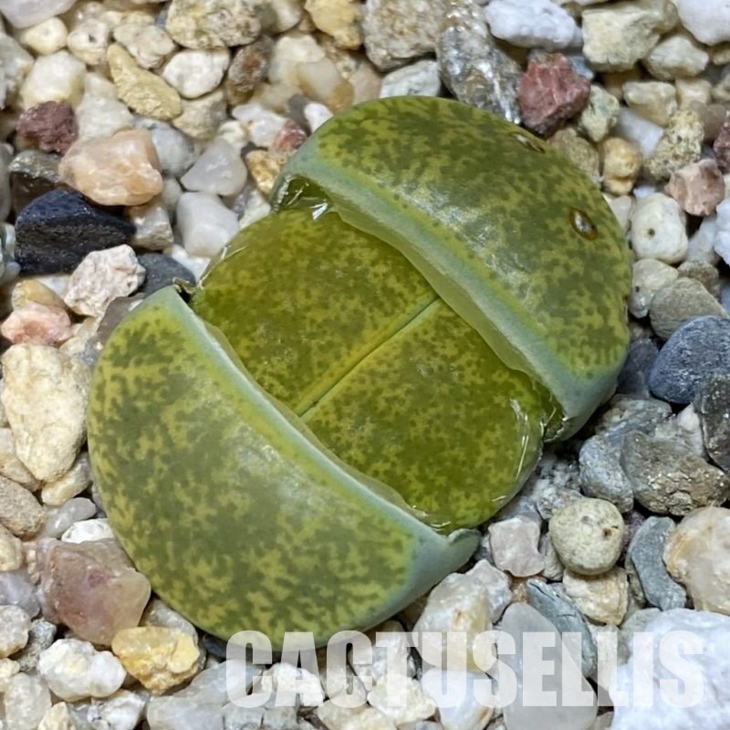 SH28926 Lithops lesliei v. albinica