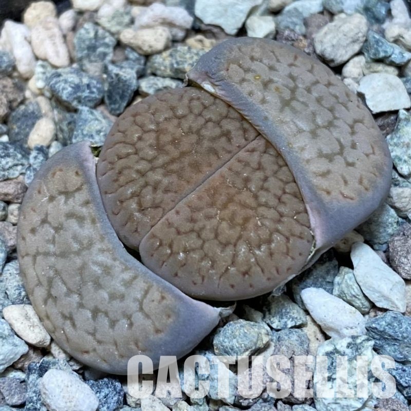 SH28928 Lithops hookeri C 301
