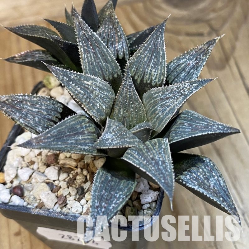 SH28794 Haworthia ‘Bev’s Wonder’ hybrid