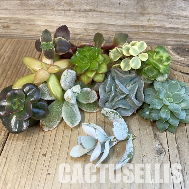 SH28929 Succulents mix, cuted