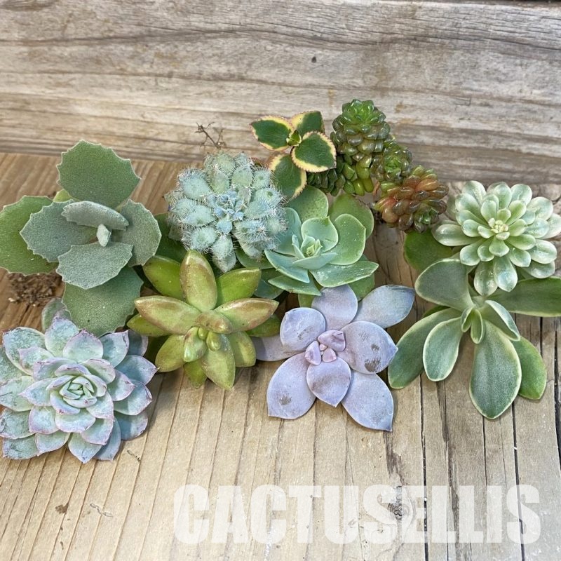 SH28930 Succulents mix, cuted