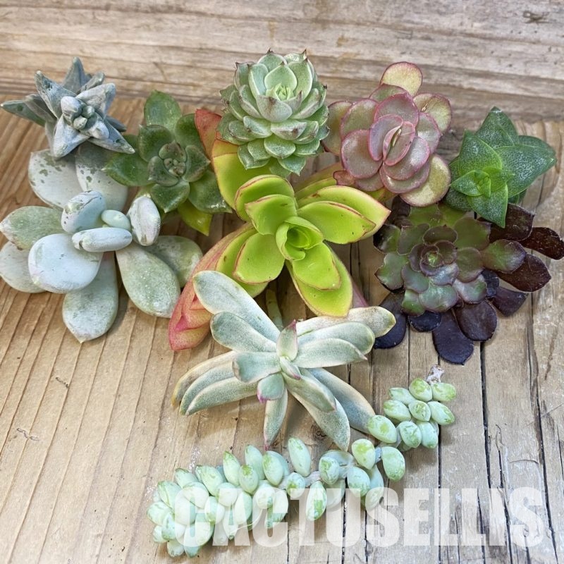 SH28931 Succulents mix, cuted