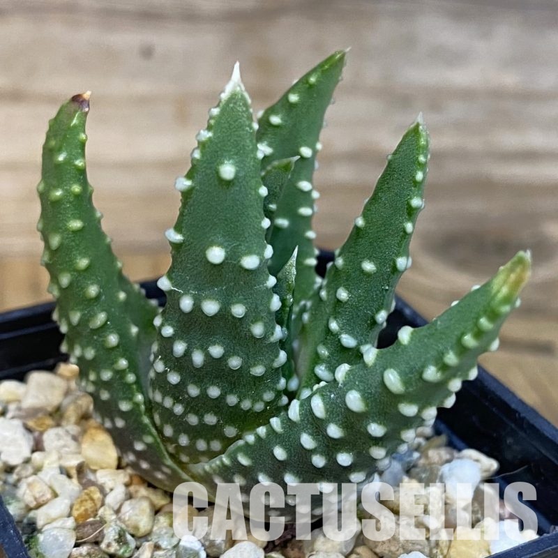 SH28796 Haworthia maxima