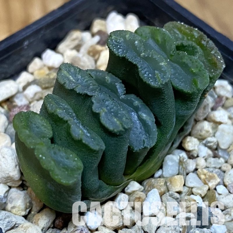 SH28797 Haworthia truncata