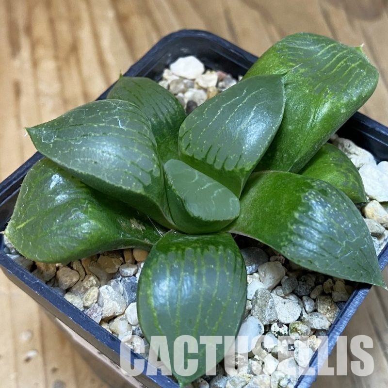 SH28798 Haworthia springbokvlakensis x comptoniana