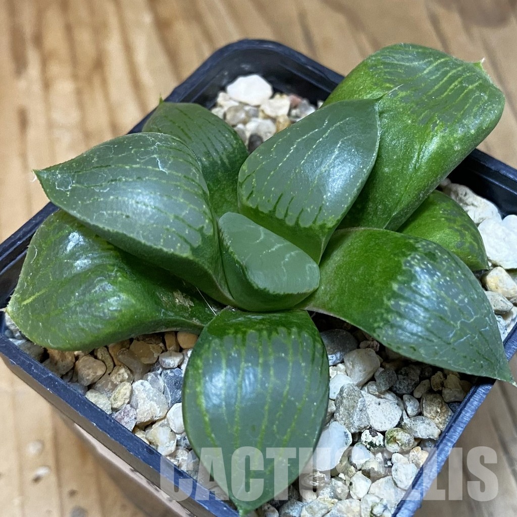 SH28798 Haworthia springbokvlakensis x comptoniana