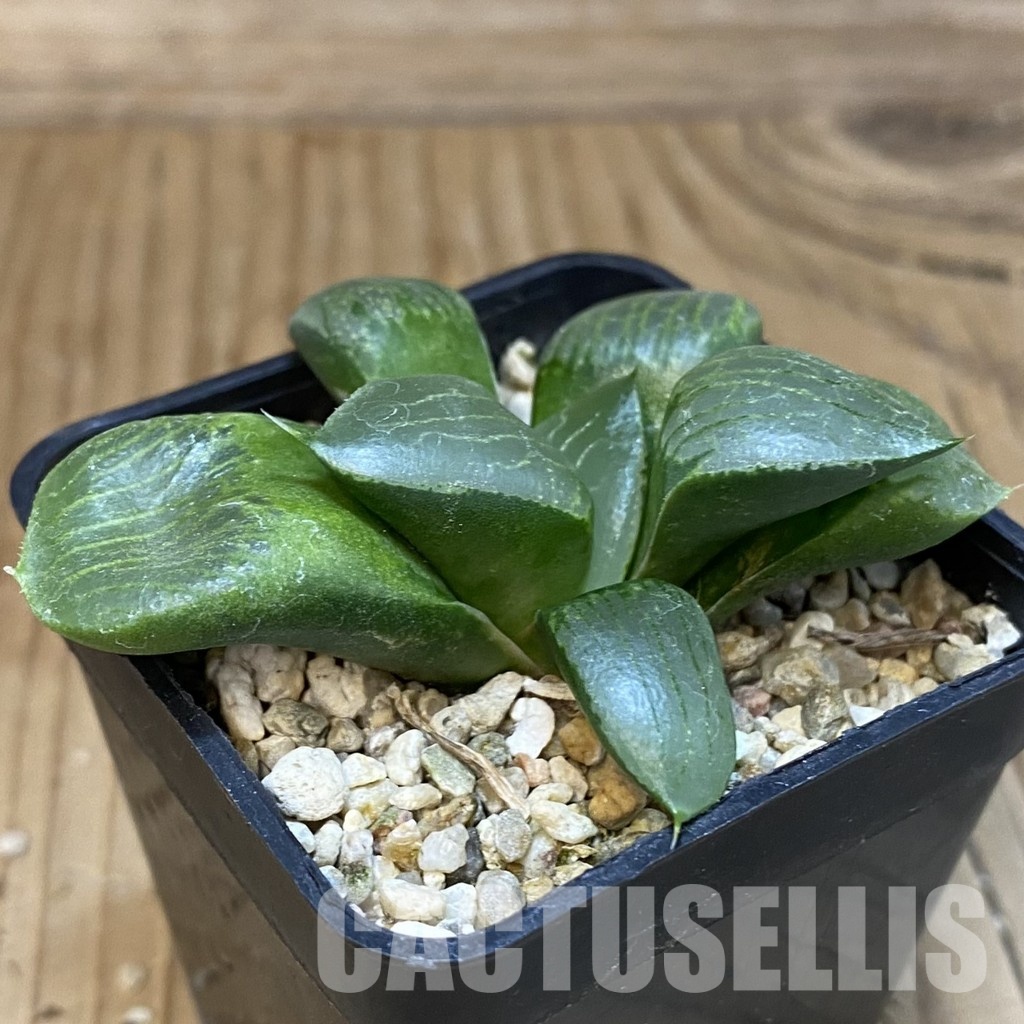 SH28798 Haworthia springbokvlakensis x comptoniana - Image 2