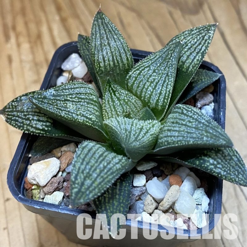 SH28799 Haworthia ‘Kegazato’ x splendens