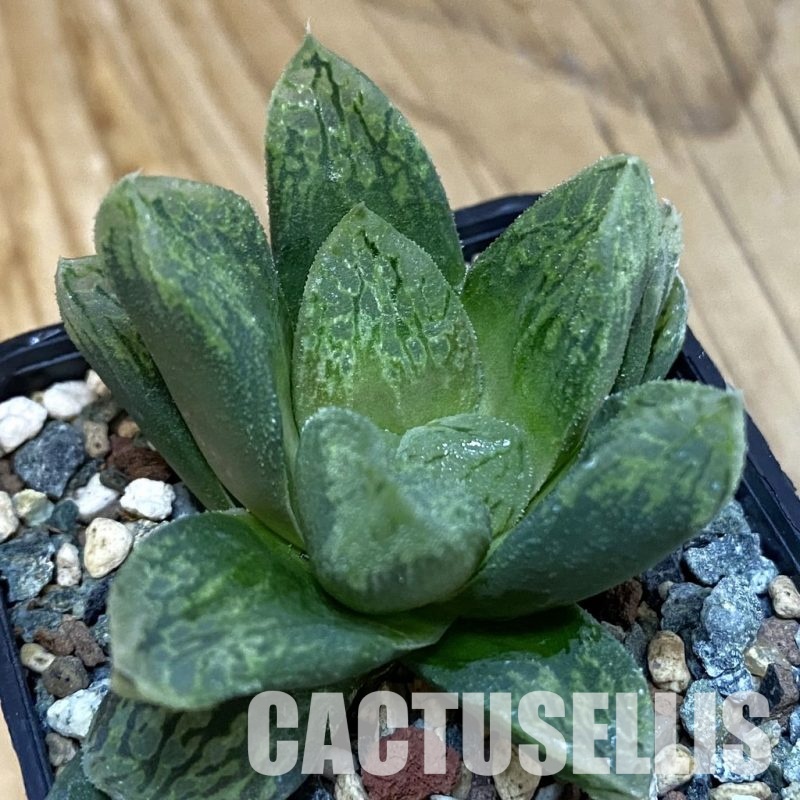 SH28802 Haworthia comptoniana 'Mavka' hybrid