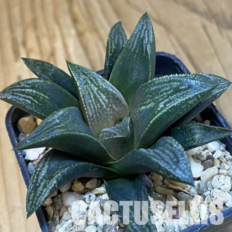 SH28803 Haworthia hybrid PP -Artisan-