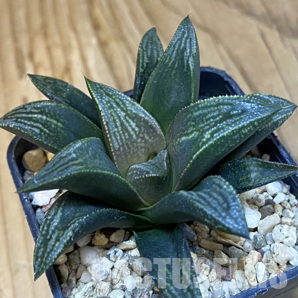 SH28803 Haworthia hybrid PP -Artisan-