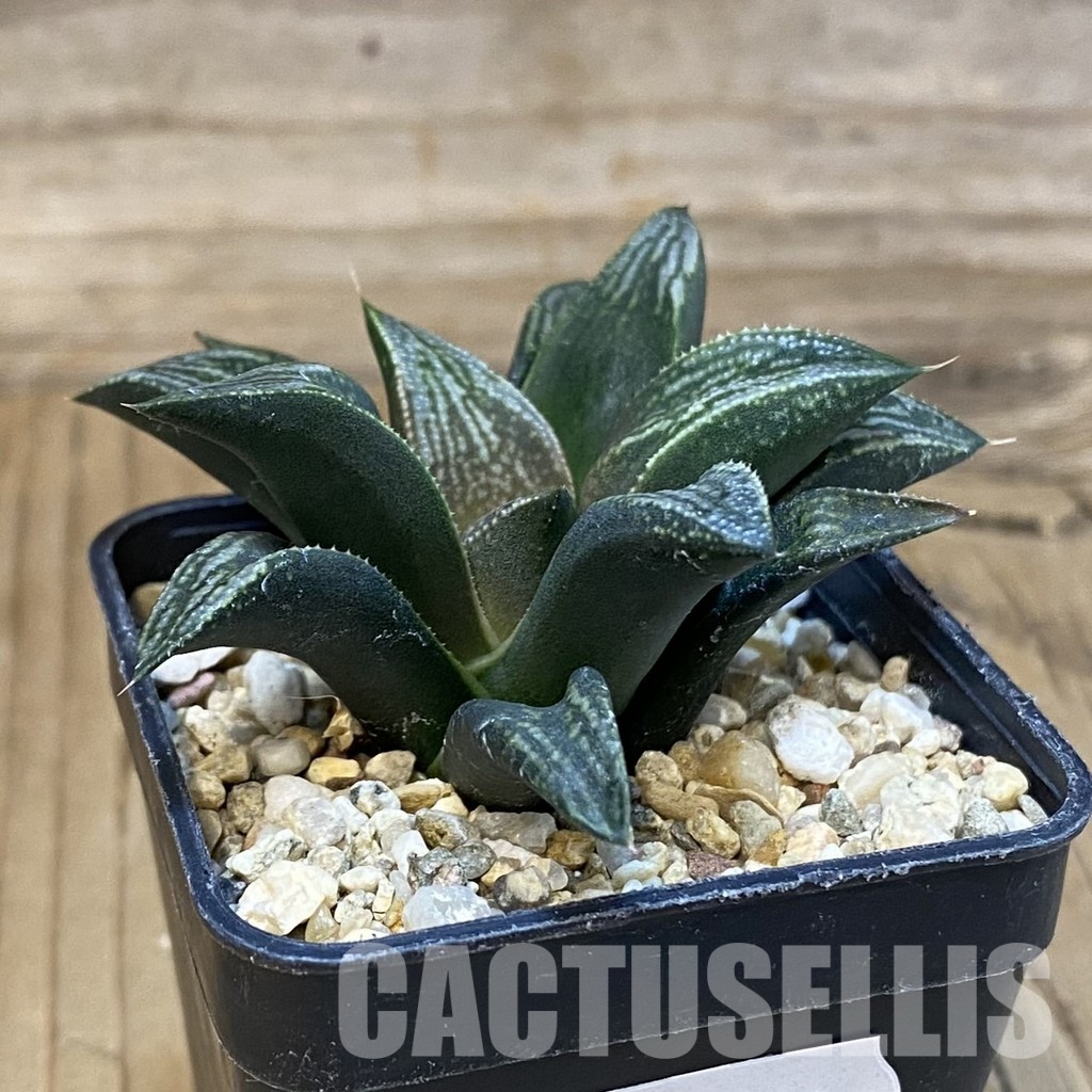 SH28803 Haworthia hybrid PP -Artisan- - Image 2