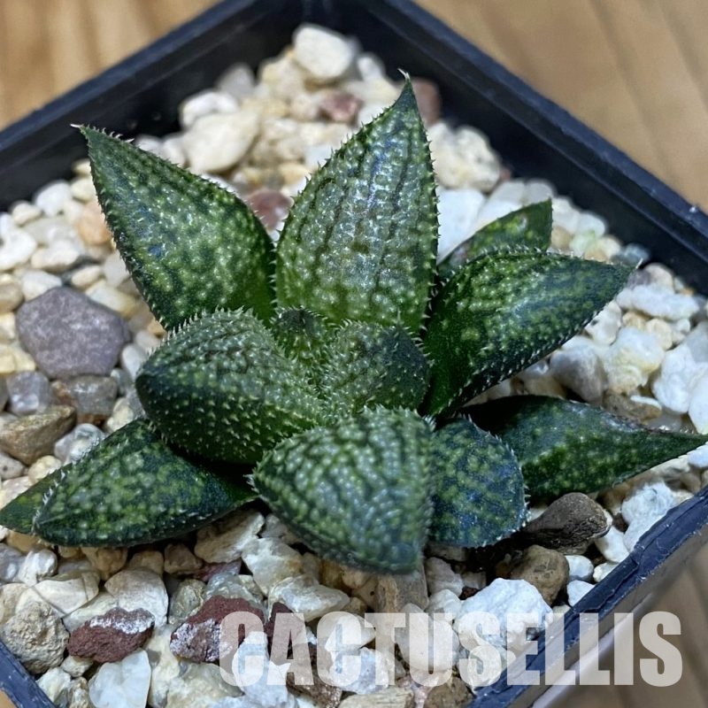 SH28804 Haworthia 'Snow Ball' hybrid