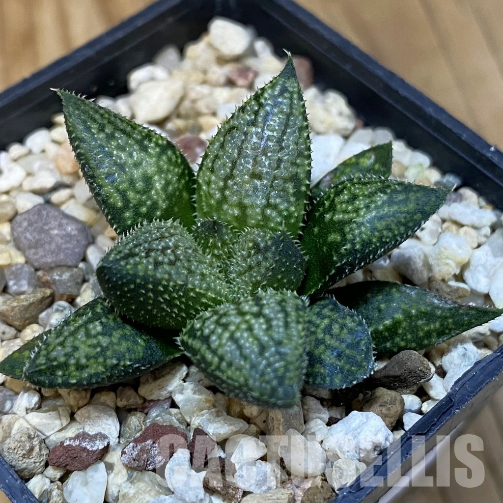 SH28804 Haworthia 'Snow Ball' hybrid