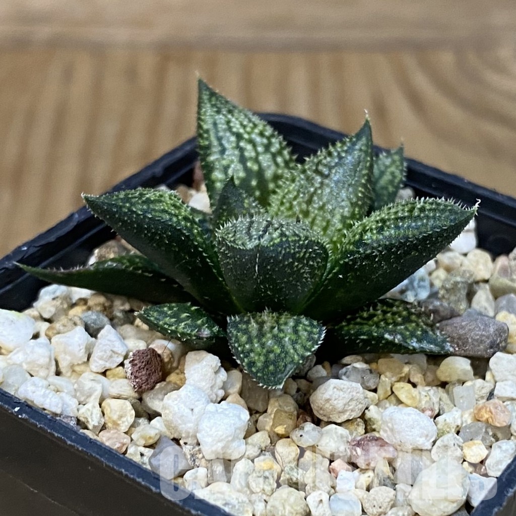 SH28804 Haworthia 'Snow Ball' hybrid - Image 2