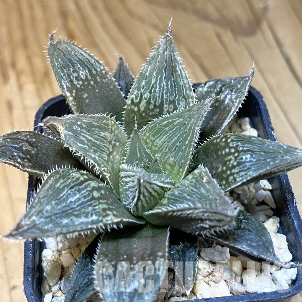 SH28805 Haworthia 'White Fox' hybrid