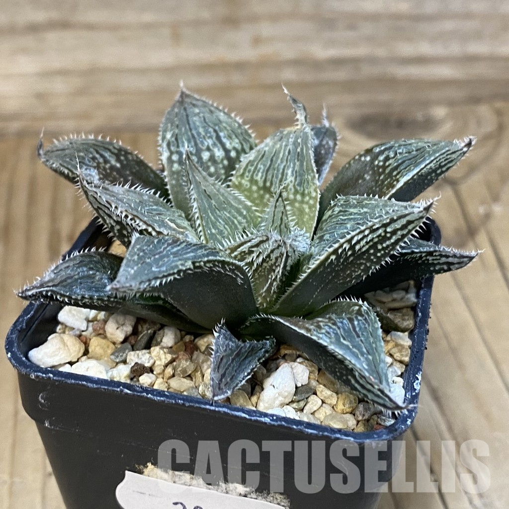 SH28805 Haworthia 'White Fox' hybrid - Image 2