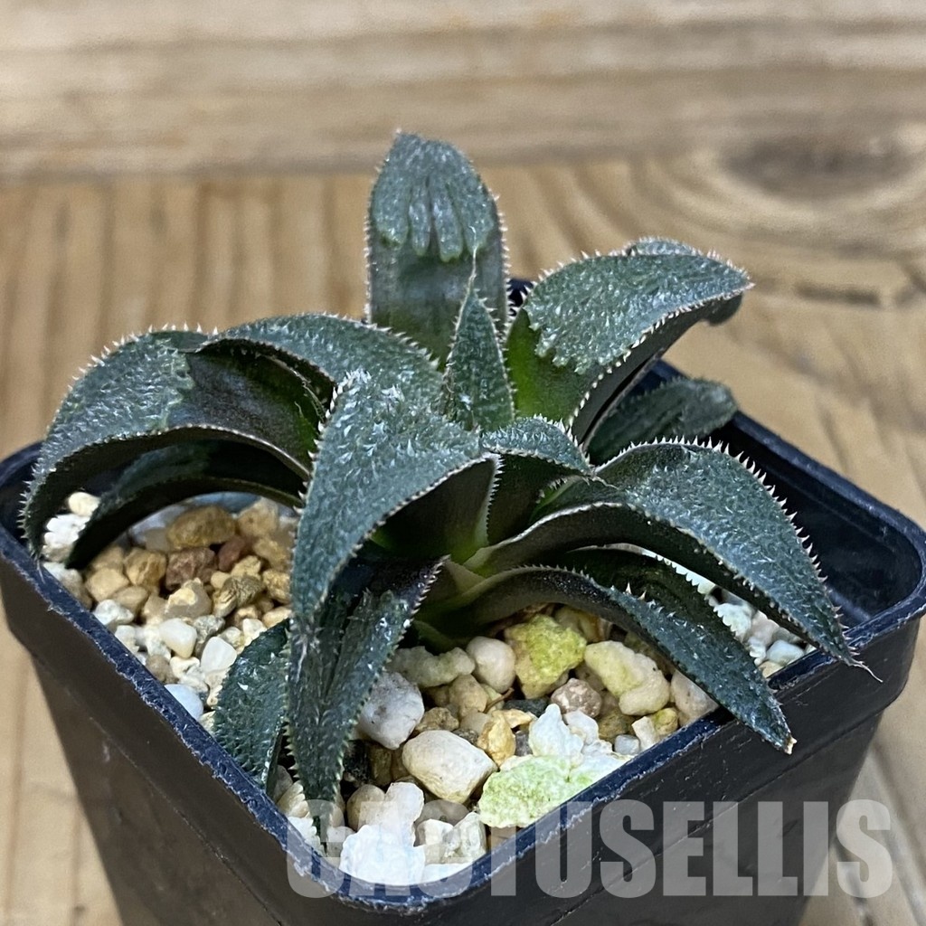 SH28806 Haworthia wimii hybrid - Image 2