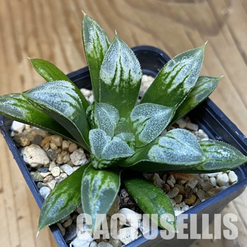 SH28807 Haworthia 'Love Heart'
