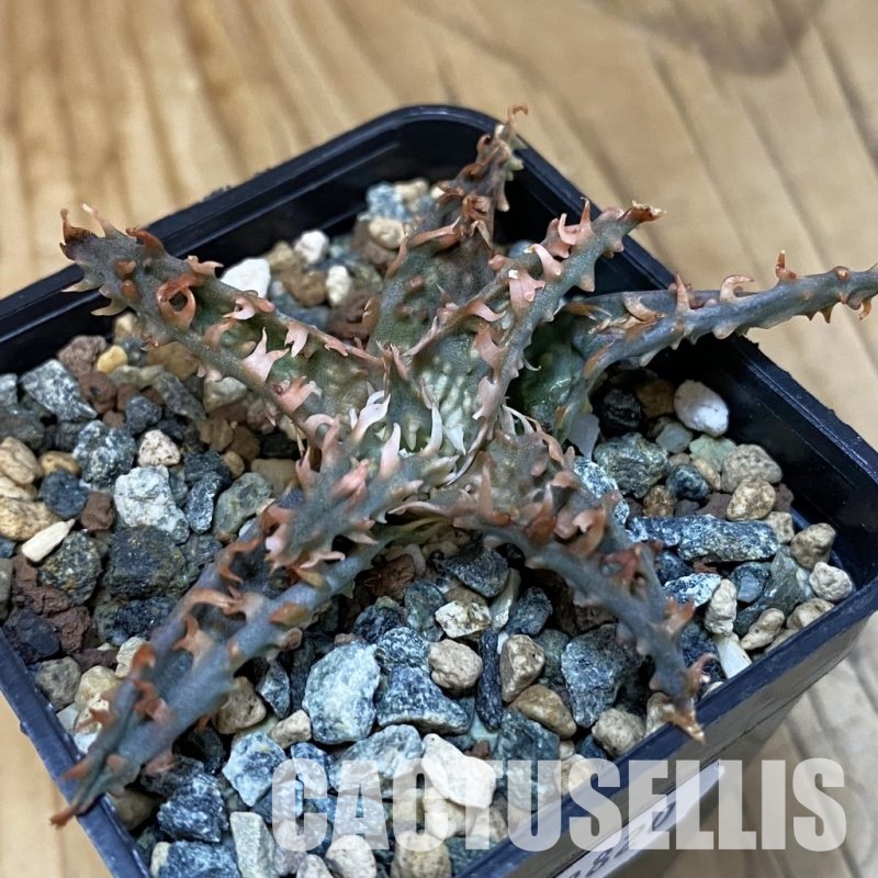 SH28820 Aloe TCT hybrid