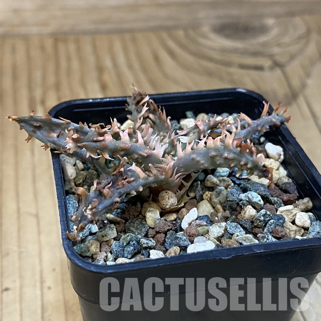 SH28820 Aloe TCT hybrid - Image 2