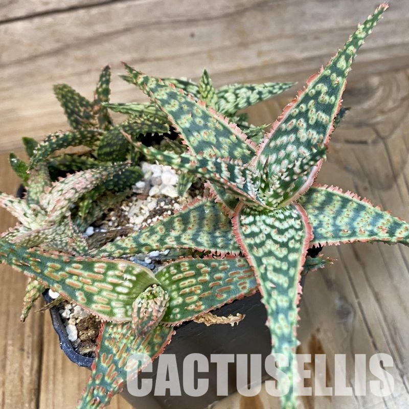 SH28790 Aloe TCT hybrid mix