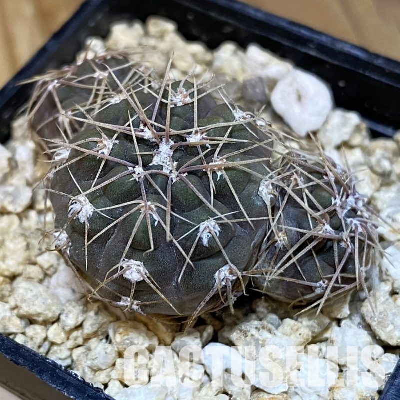 SH28822 Gymnocalycium aff. morroense