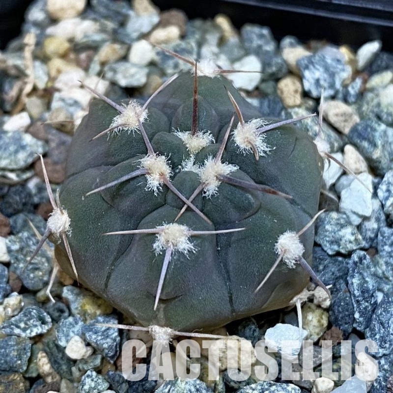 SH28823 Gymnocalycium simile VG 1271