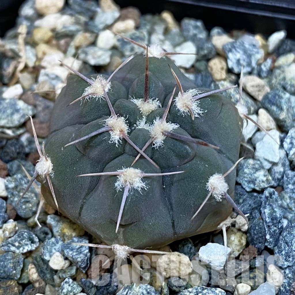 SH28823 Gymnocalycium simile VG 1271