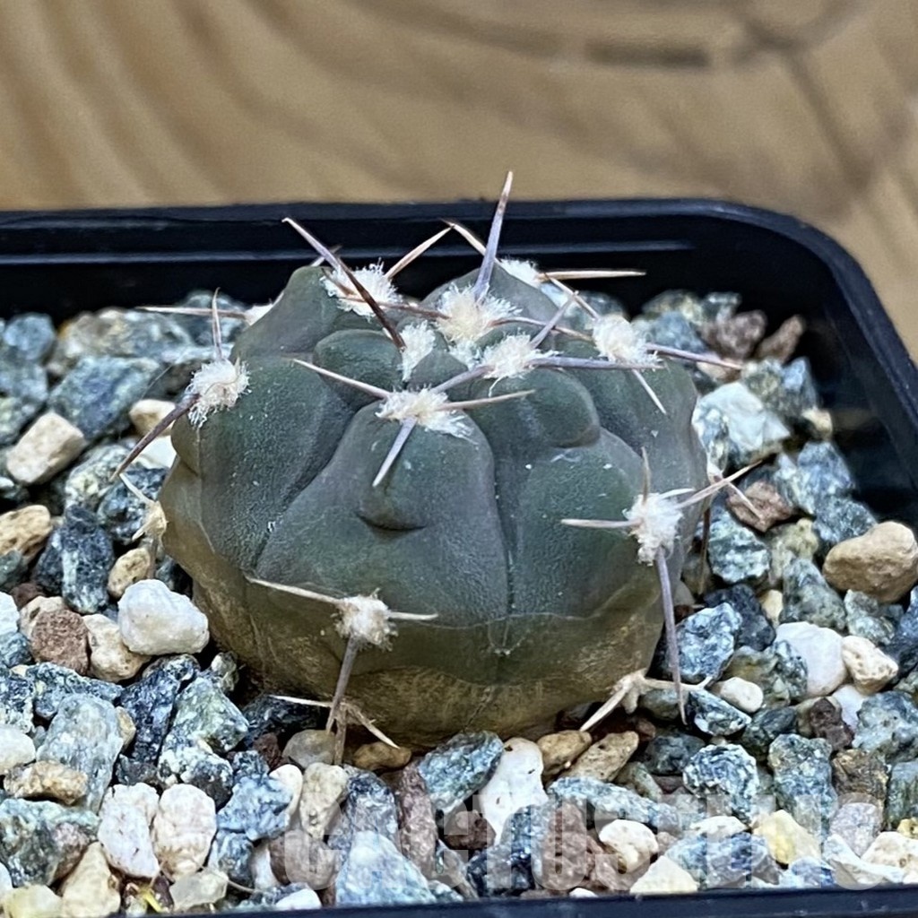 SH28823 Gymnocalycium simile VG 1271 - Image 2