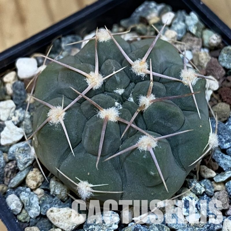 SH28825 Gymnocalycium simile VG 1271