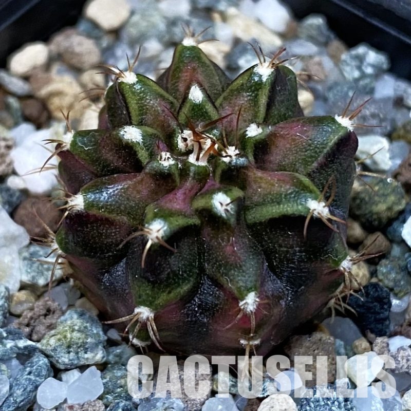 SH28826 Gymnocalycium mihanovichii 'T-Rex'