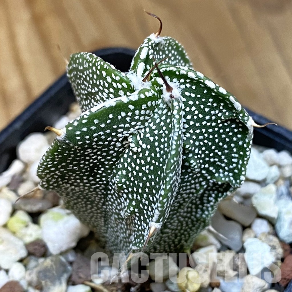 SH28827 Astrophytum ornatum x myriostigma