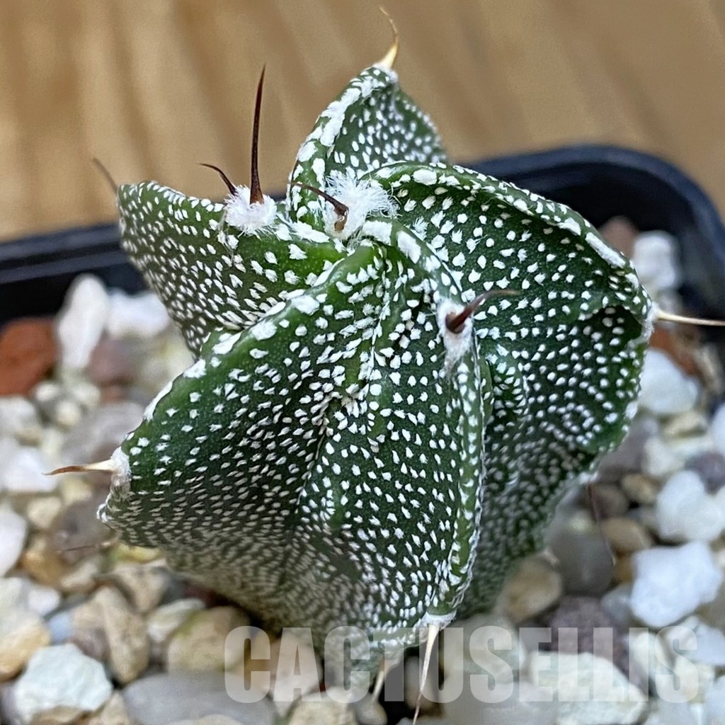 SH28827 Astrophytum ornatum x myriostigma - Image 2