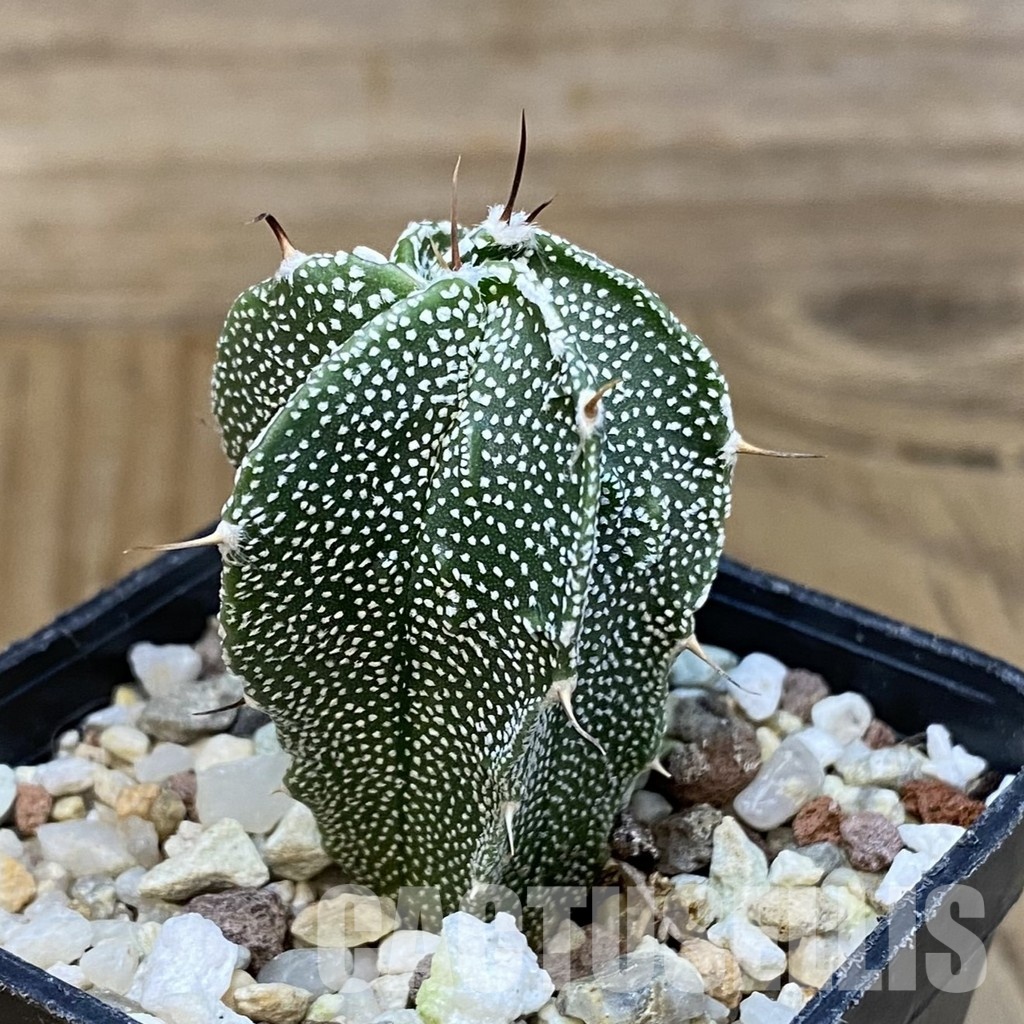 SH28827 Astrophytum ornatum x myriostigma - Image 3