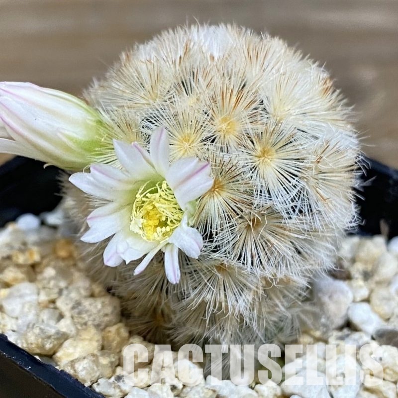 SH28828 Mammillaria carmenae hybrid