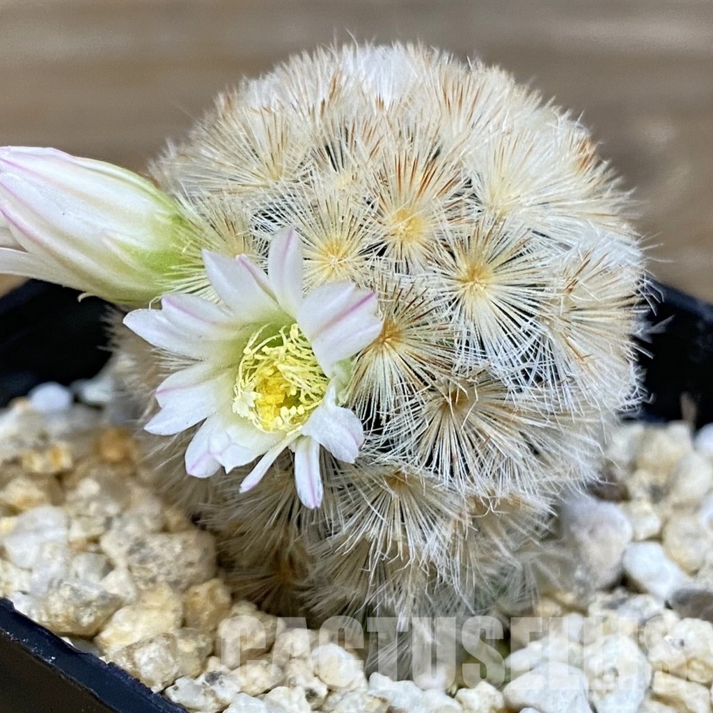 SH28828 Mammillaria carmenae hybrid