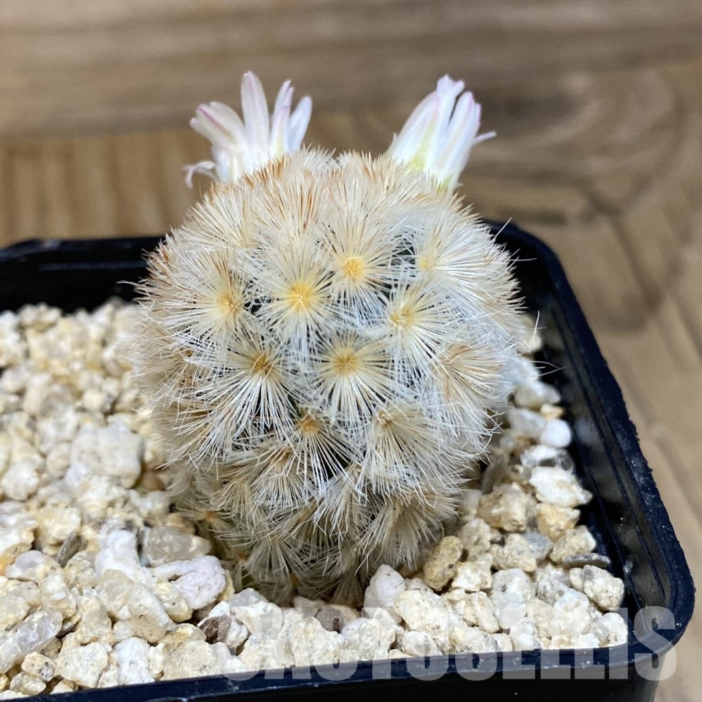 SH28828 Mammillaria carmenae hybrid - Image 2