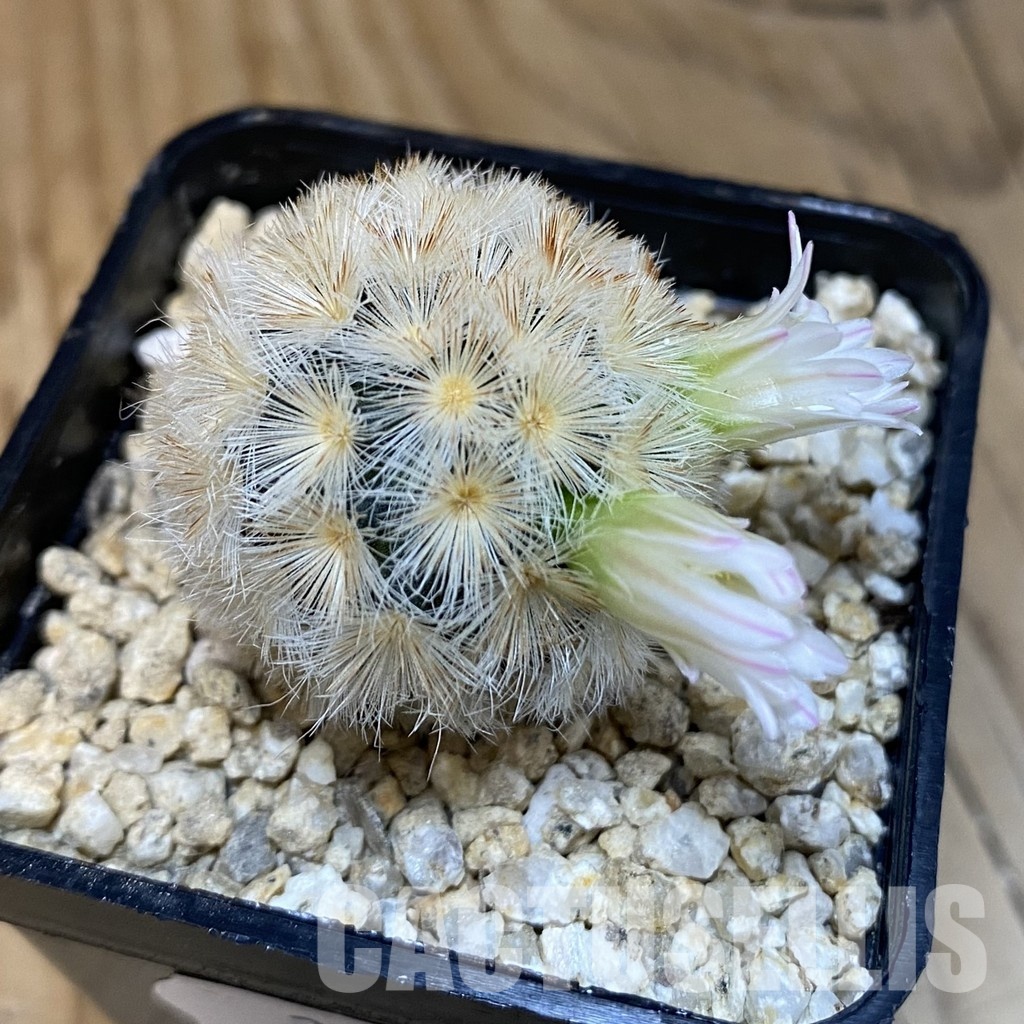 SH28828 Mammillaria carmenae hybrid - Image 3