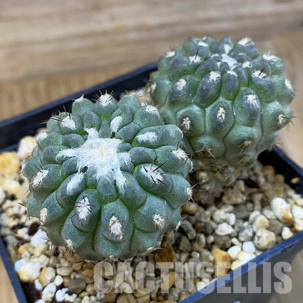 SH29008 Eriosyce deherdtiana, seedling 2 plants