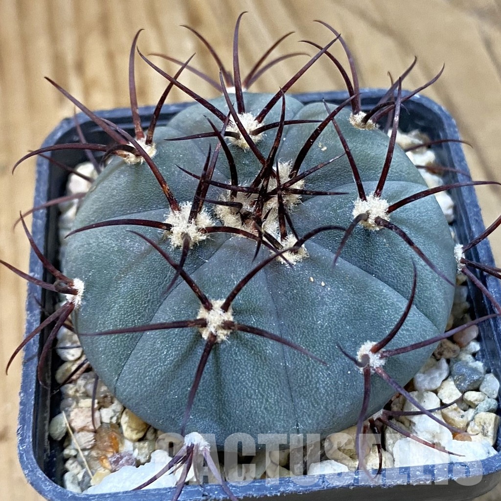 SH29034 Gymnocalycium cabreraense VOS 2122