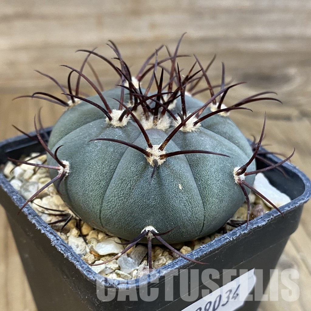 SH29034 Gymnocalycium cabreraense VOS 2122 - Image 3