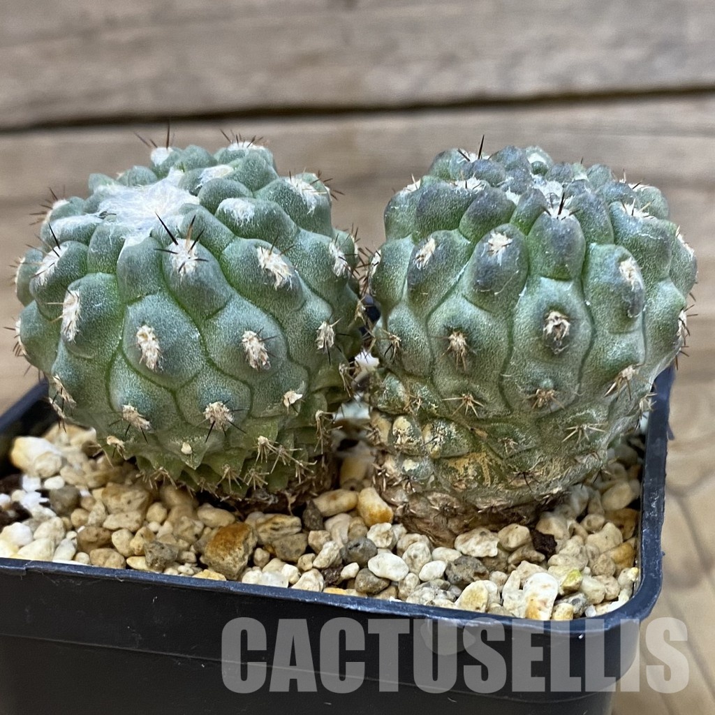 SH29008 Eriosyce deherdtiana, seedling 2 plants - Obrázek 2