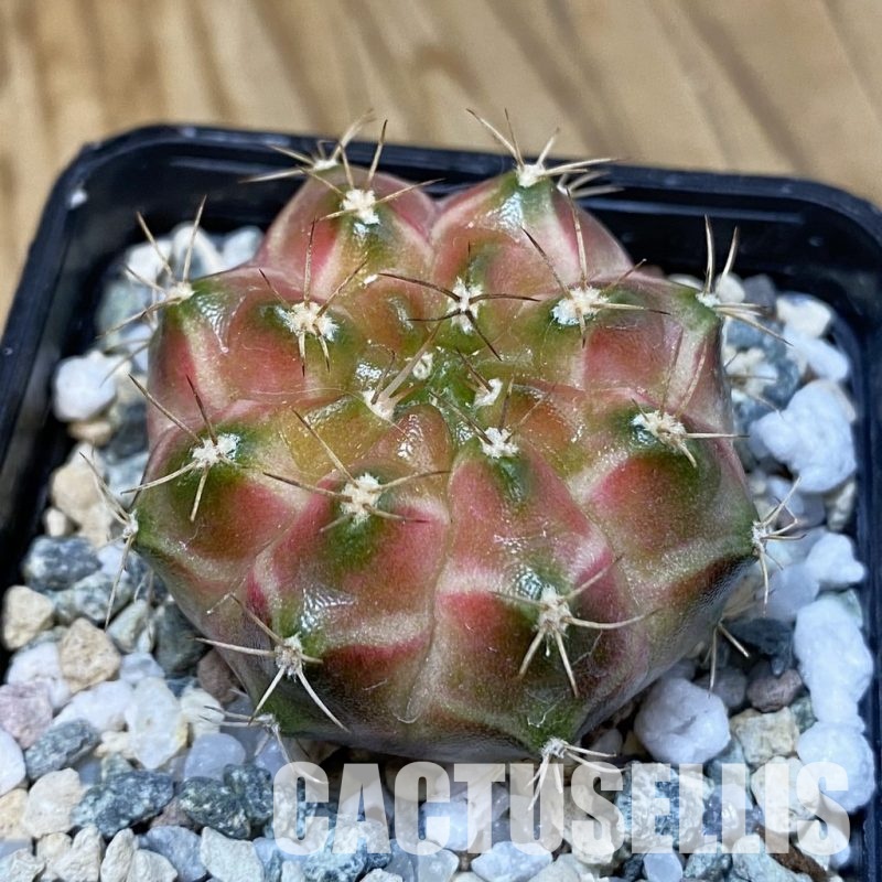 SH29039 Gymnocalycium mihanovichii ‘Neon’ hybrid, seedling