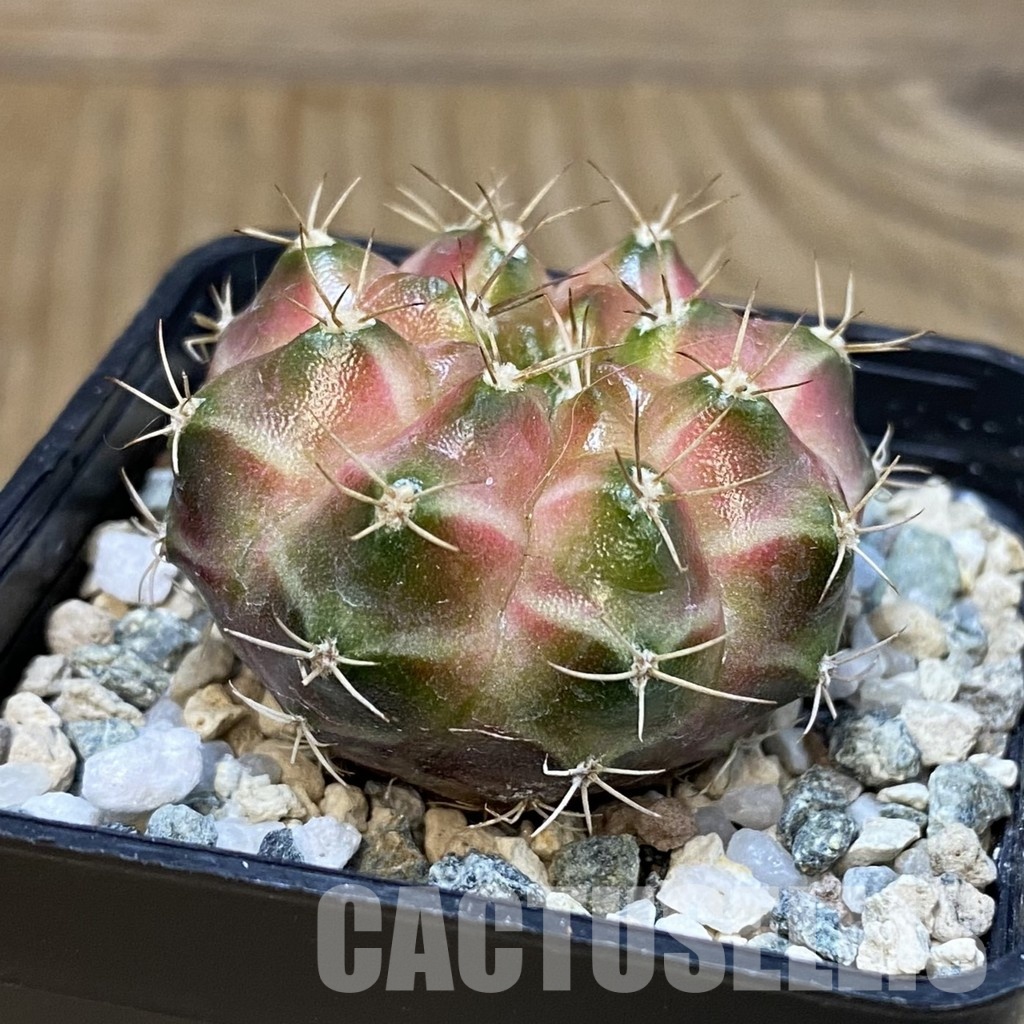 SH29039 Gymnocalycium mihanovichii ‘Neon’ hybrid, seedling - Image 2