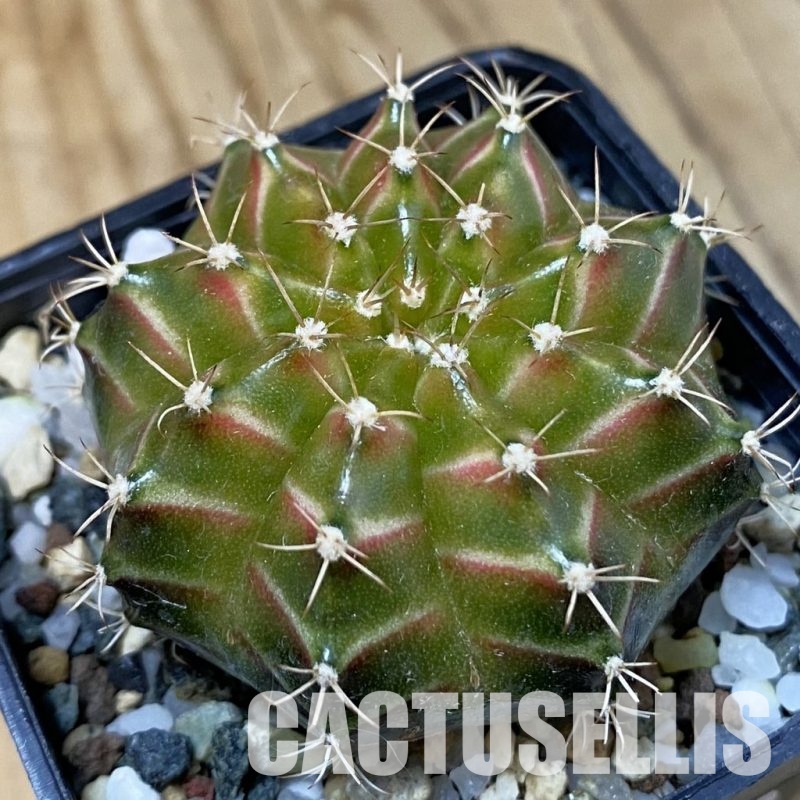 SH29040 Gymnocalycium mihanovichii ‘Neon’ hybrid, seedling