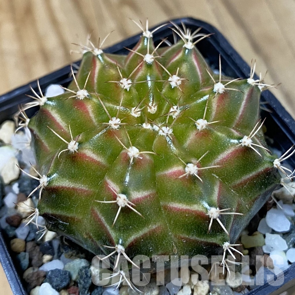 SH29040 Gymnocalycium mihanovichii ‘Neon’ hybrid, seedling