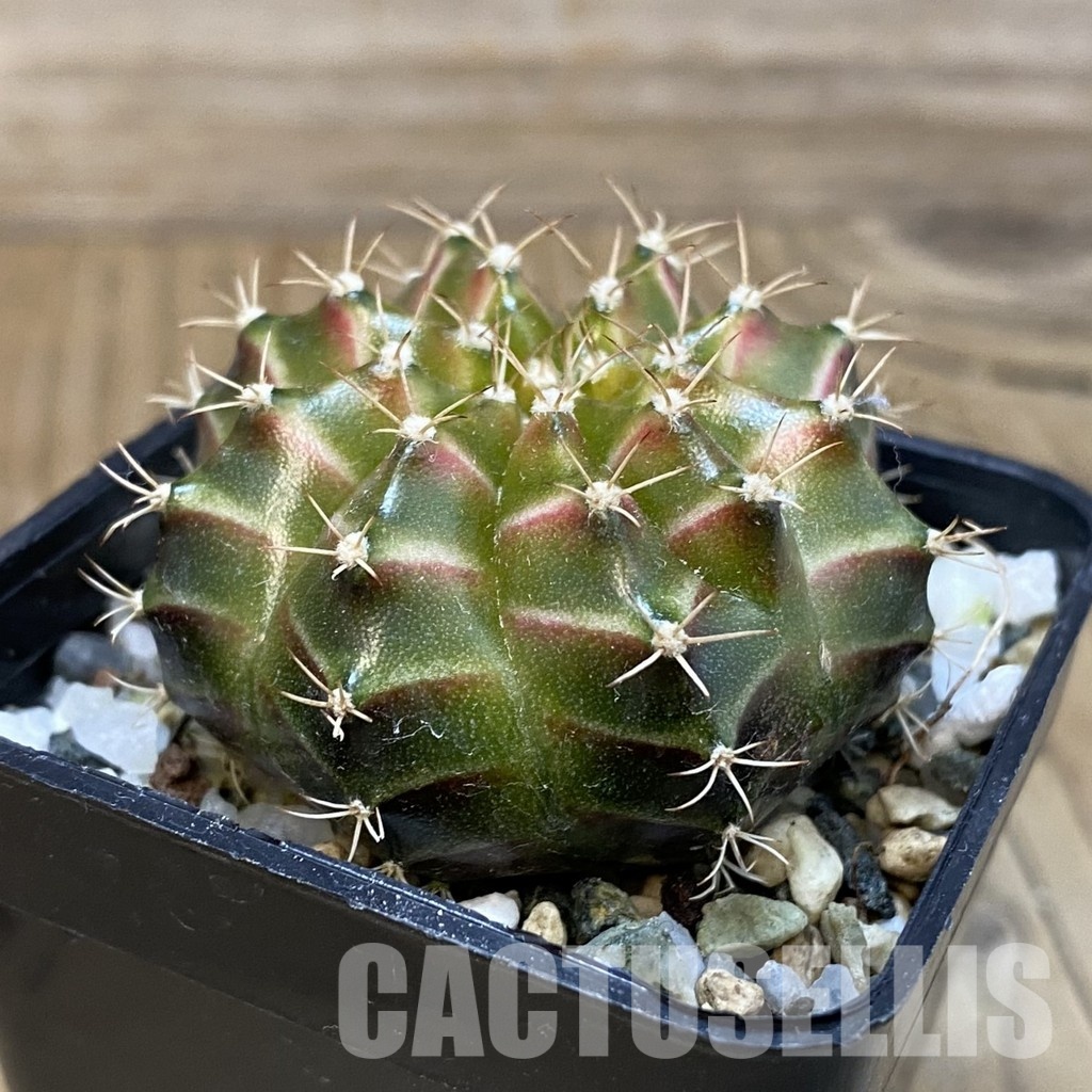 SH29040 Gymnocalycium mihanovichii ‘Neon’ hybrid, seedling - Image 2