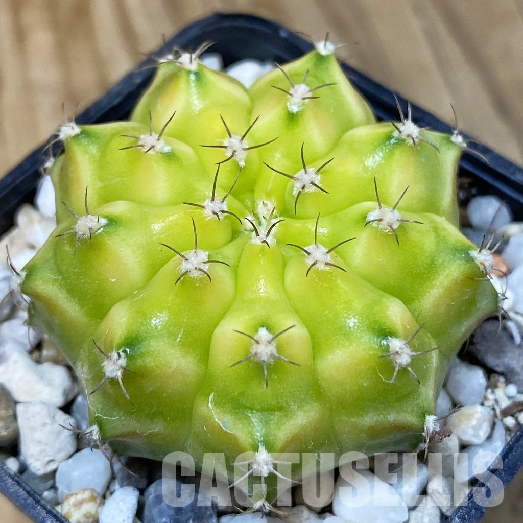 SH29041 Gymnocalycium mihanovichii ‘Neon’ hybrid, seedling