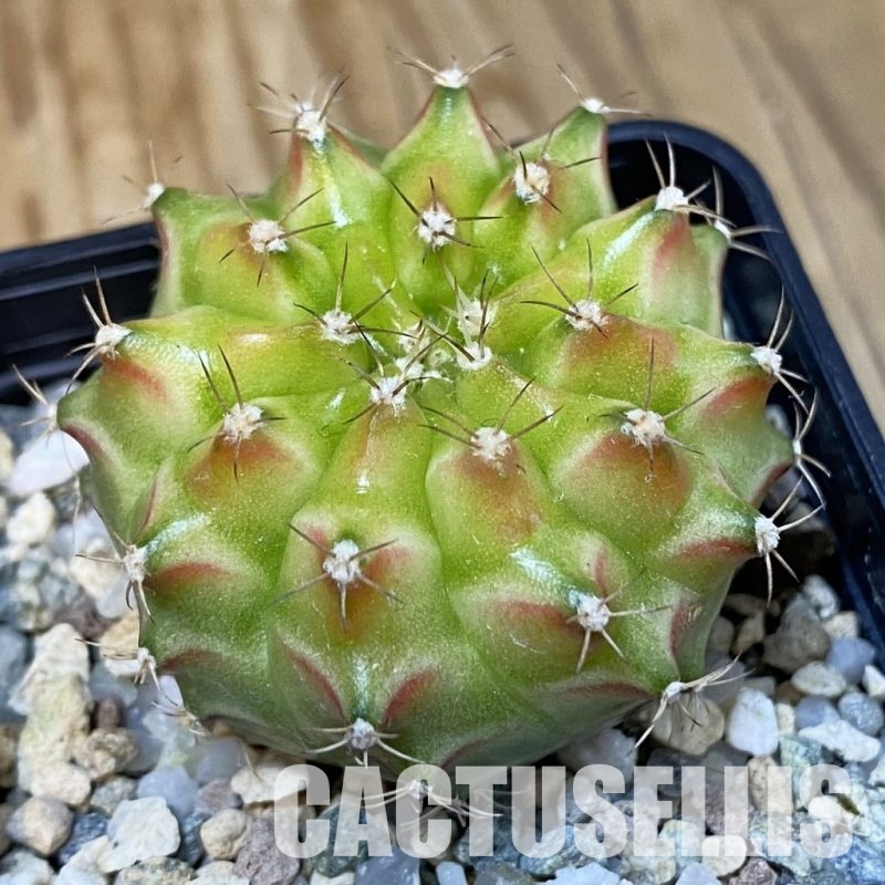 SH29042 Gymnocalycium mihanovichii ‘Neon’ hybrid, seedling